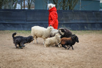 Imagen 1 de Gabi sobre Didriksons - Women's Frida Parka 7 - Abrigo