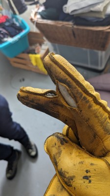 Imagen 1 de Thomas sobre Hestra - Deerskin Primaloft Rib - Guantes