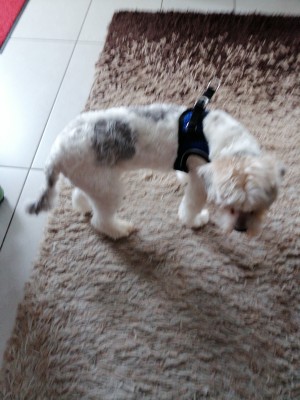 Imagen 1 de Ruth sobre Hunter - Harness Hilo Comfort - Arnés para perro