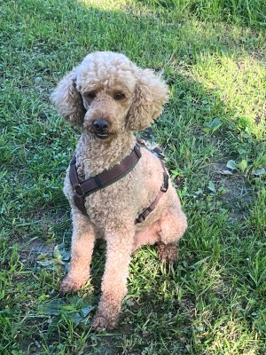 Imagen 1 de Gabriela sobre Lowa - Women's Innox Pro GTX LO - Zapatillas multideporte