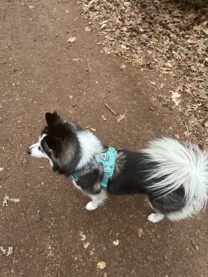 Imagen 1 de Mandy sobre Ruffwear - Front Range Harness - Arnés para perro