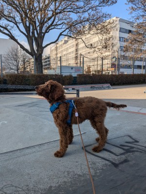 Imagen 1 de Anna sobre Ruffwear - Front Range Harness - Arnés para perro