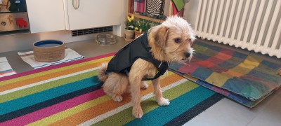 Imagen 1 de Thomas sobre Ruffwear - Quinzee Insulated Jacket - Abrigos para perro