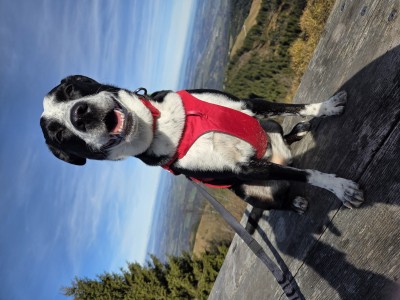 Imagen 1 de Max sobre Ruffwear - Web Master Harness - Arnés para perro