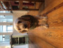 Imagen 3 de Nadja sobre Hunter - Dog Coat Uppsala Trend - Abrigos para perro