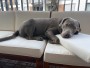 Imagen 2 de hessameddin sobre Ruffwear - Kibble Kaddie - Accesorios para perros