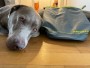 Imagen 1 de hessameddin sobre Ruffwear - Kibble Kaddie - Accesorios para perros