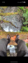 Imagen 4 de matiss sobre Salewa - Alp Mate Winter Mid Waterproof - Botas invierno