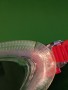 Imagen 2 de Jeremias sobre Speedo - Biofuse 2.0 - Gafas de natación